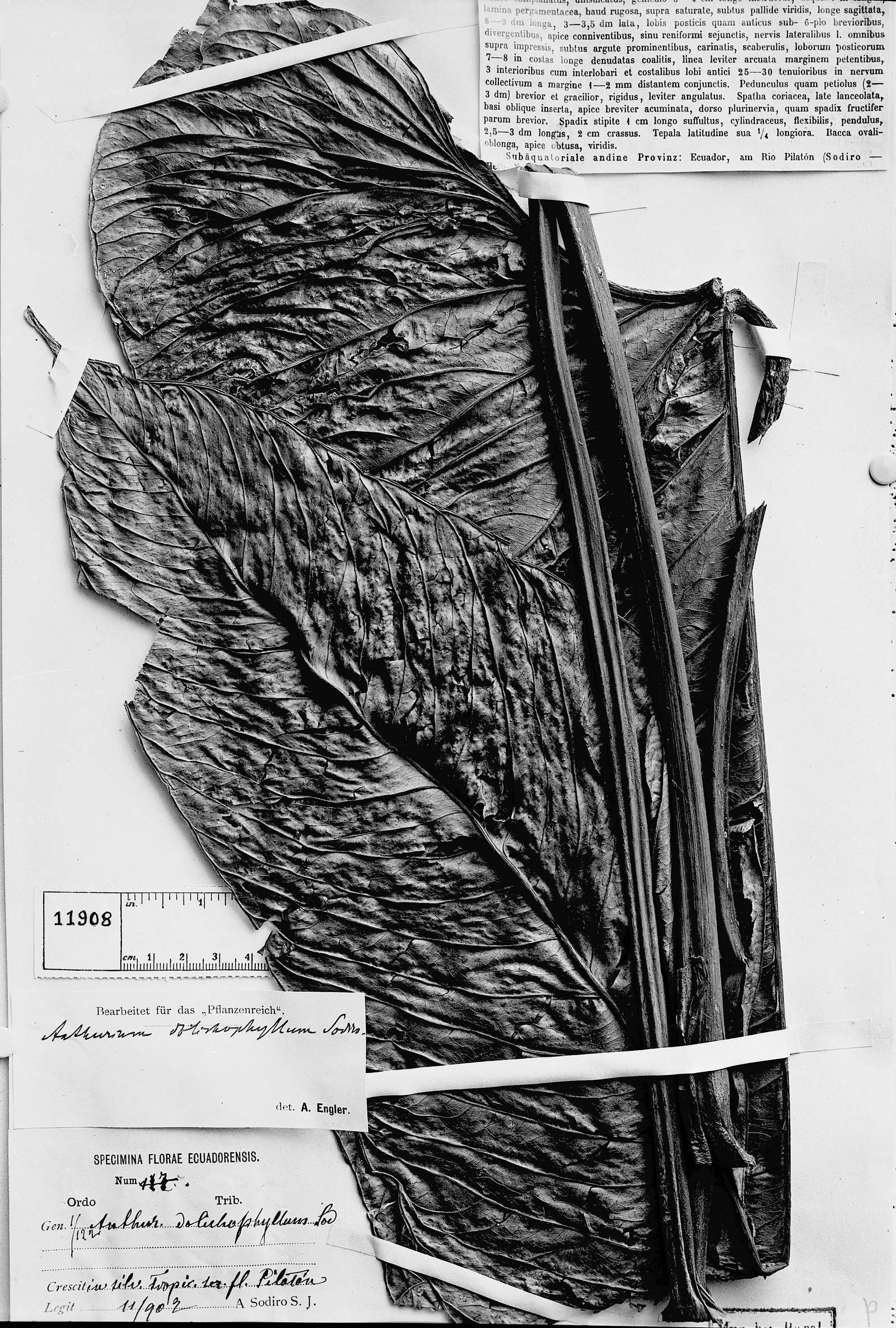 Anthurium dolichophyllum image