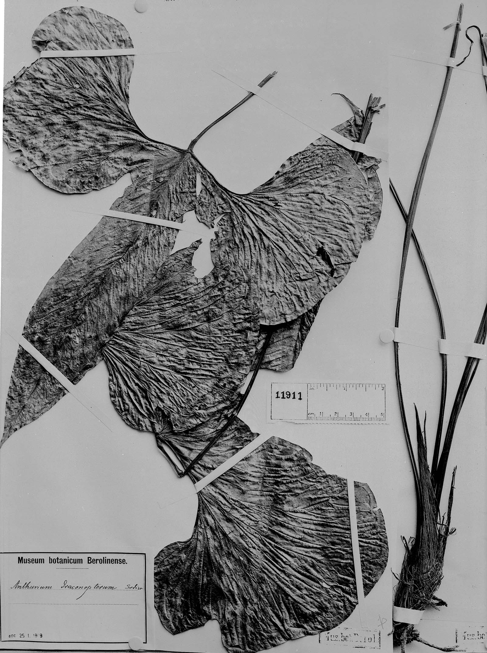 Anthurium draconopterum image