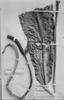 Anthurium fasciale image