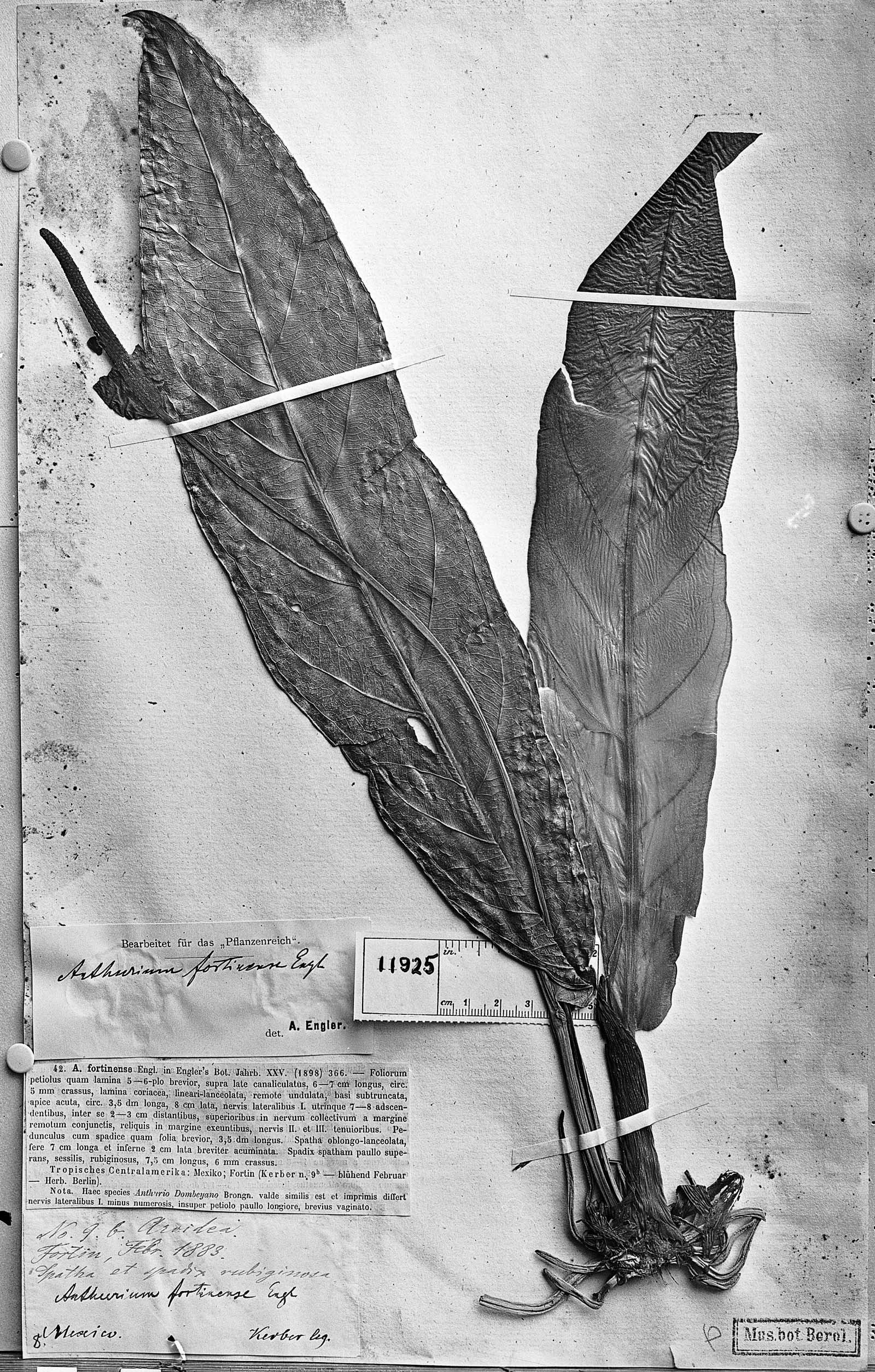 Anthurium schlechtendalii subsp. schlechtendalii image