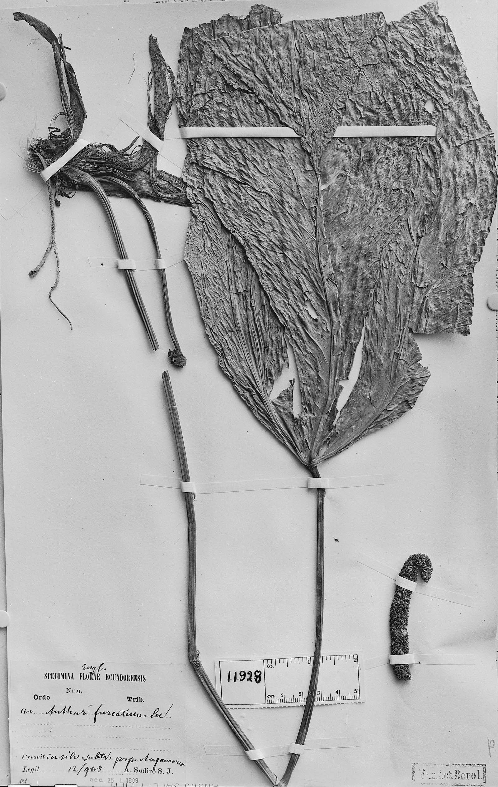 Anthurium furcatum image