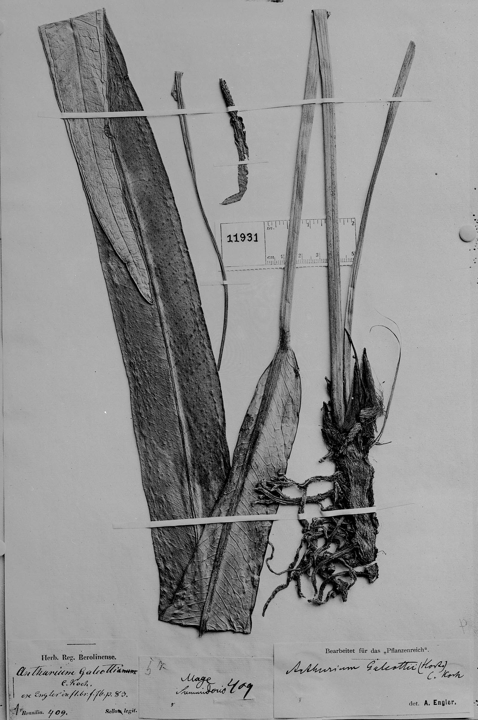 Anthurium galeottii image