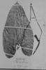 Anthurium nigrescens image