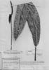 Anthurium gaudichaudianum image