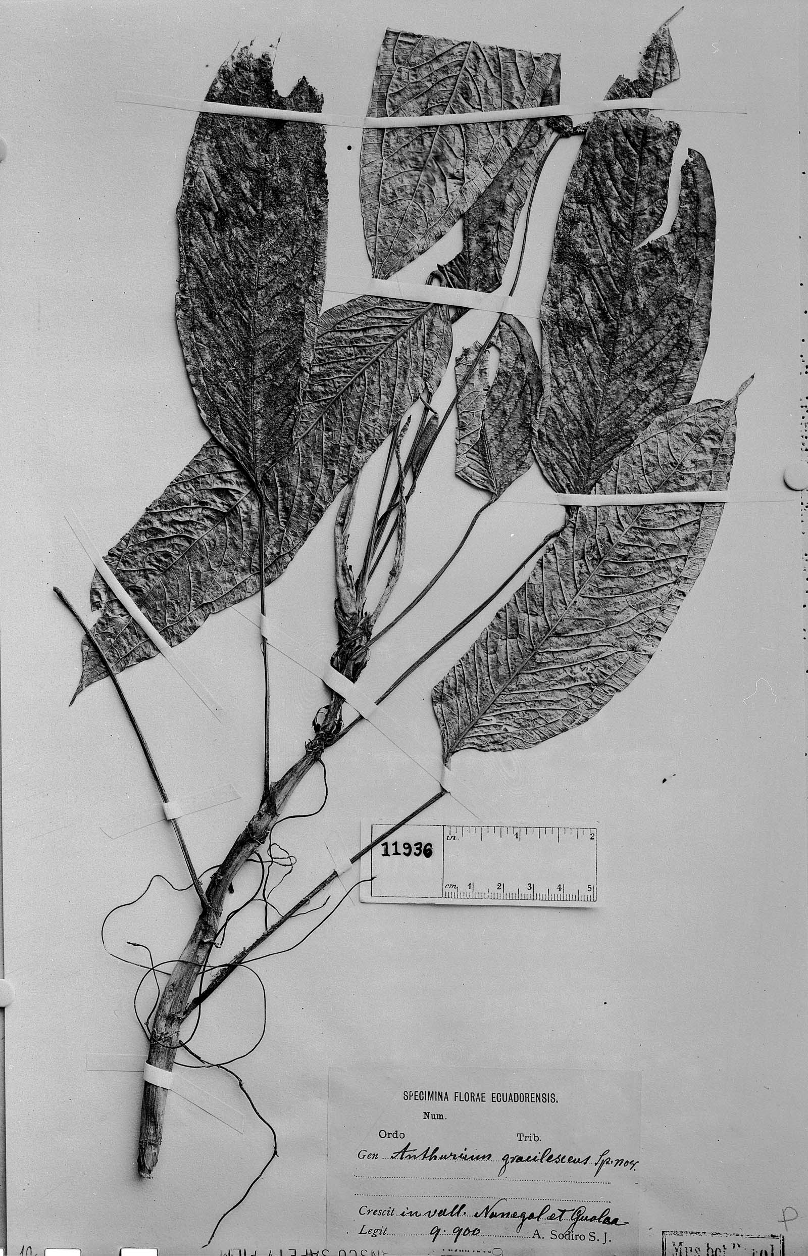 Anthurium gracilescens image