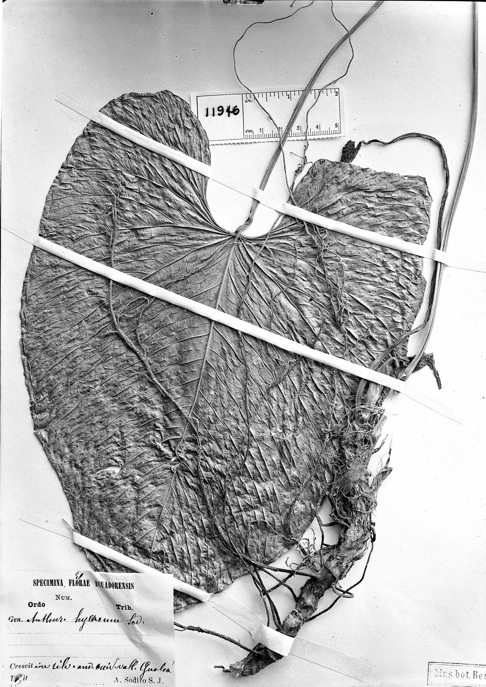 Anthurium hylaeum image