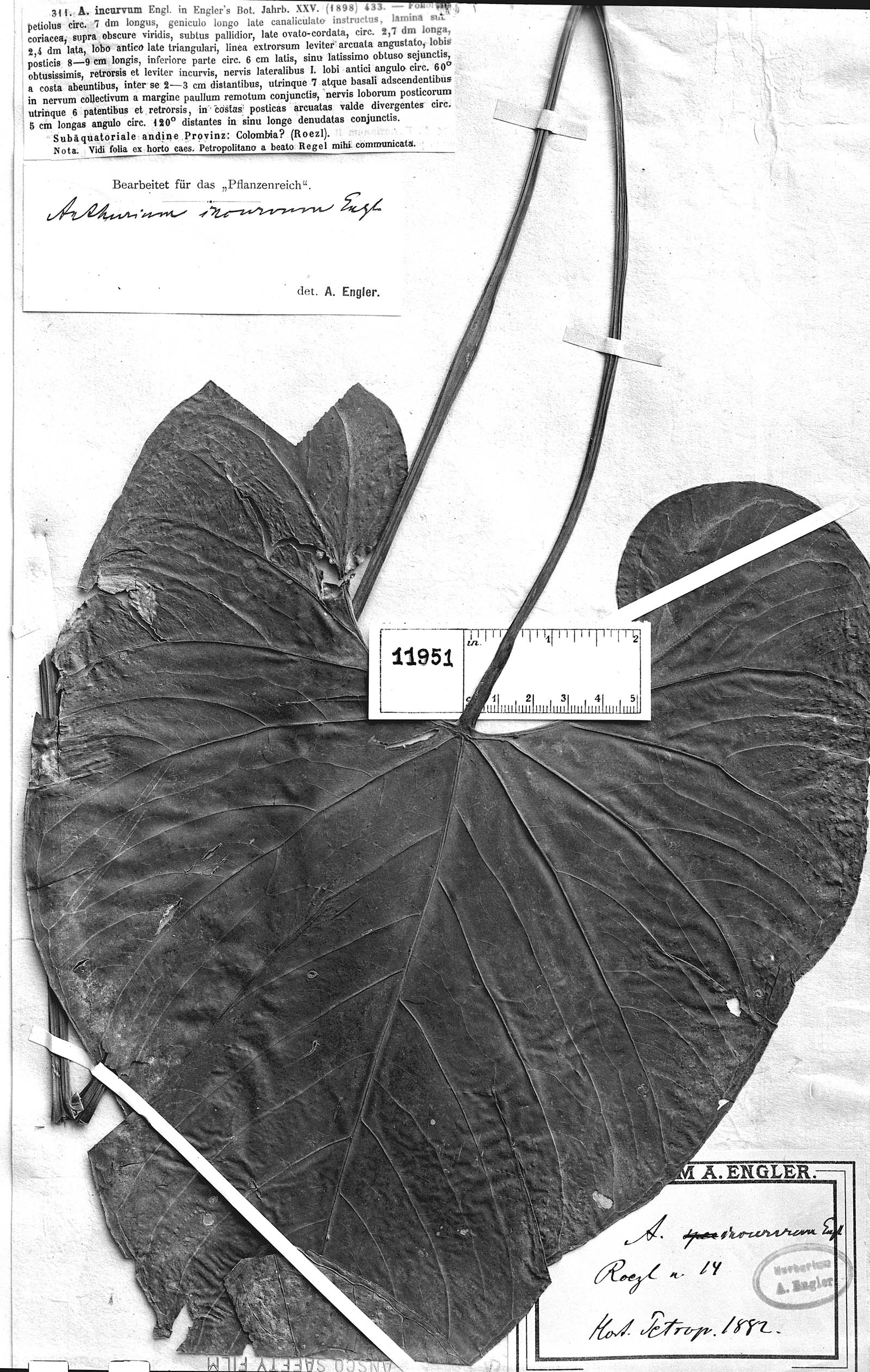 Anthurium incurvum image