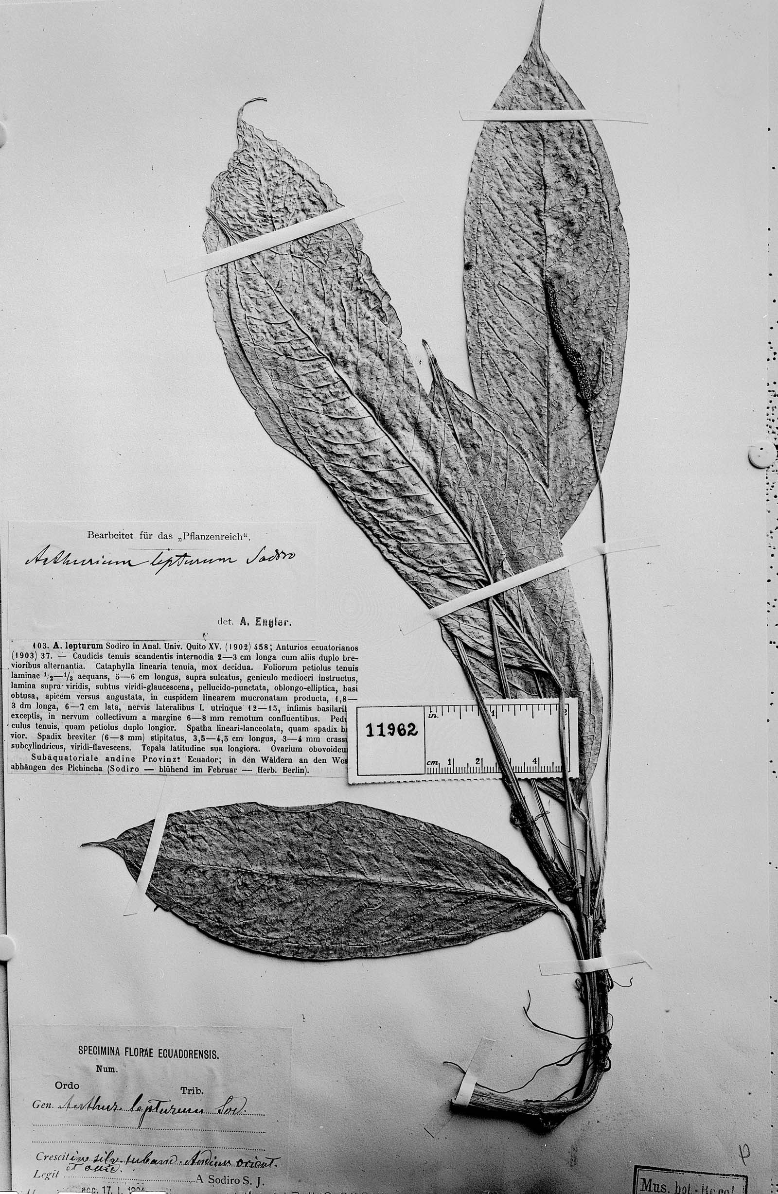 Anthurium lepturum image