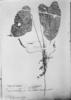 Anthurium leucostachyum image