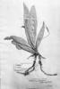 Anthurium longifolium image