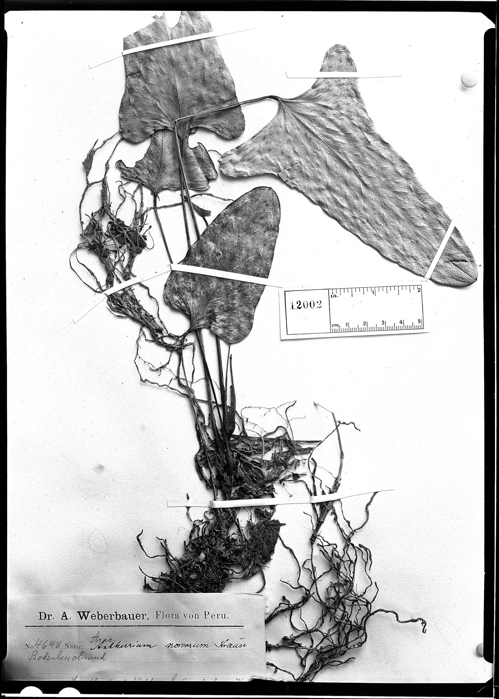 Anthurium nervosum image