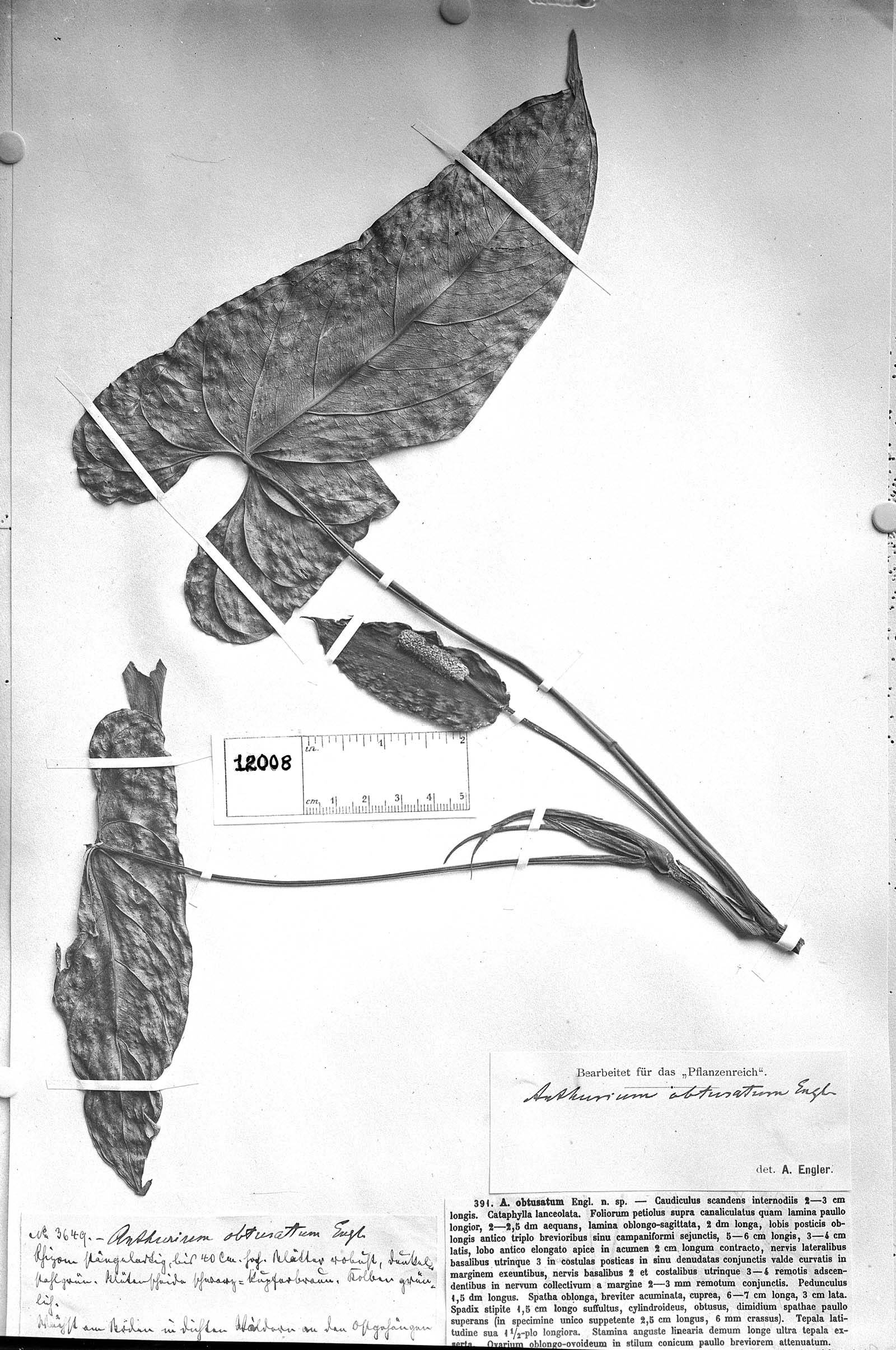 Anthurium obtusatum image