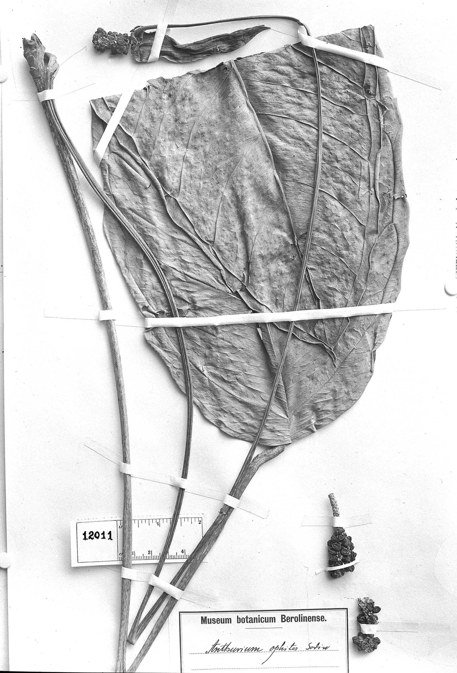 Anthurium maculosum image