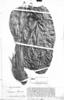 Anthurium ovatifolium image
