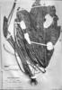 Anthurium triphyllum image