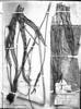 Anthurium petrophilum image