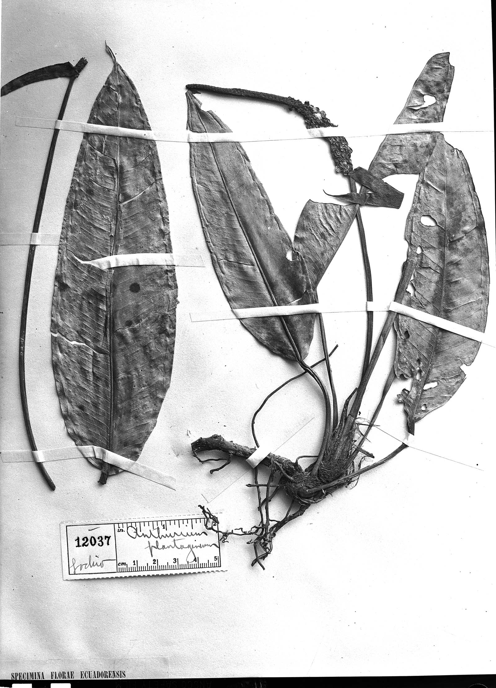 Anthurium plantagineum image