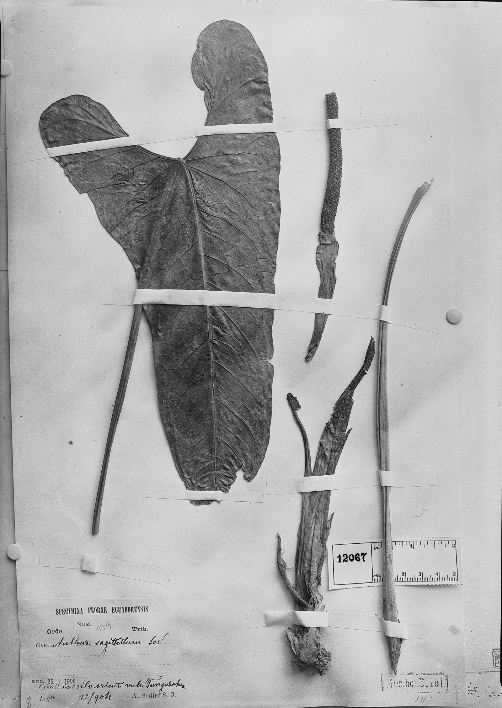 Anthurium sagittellum image