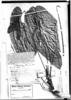 Anthurium sagittatum image