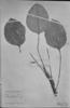Anthurium umbricola image