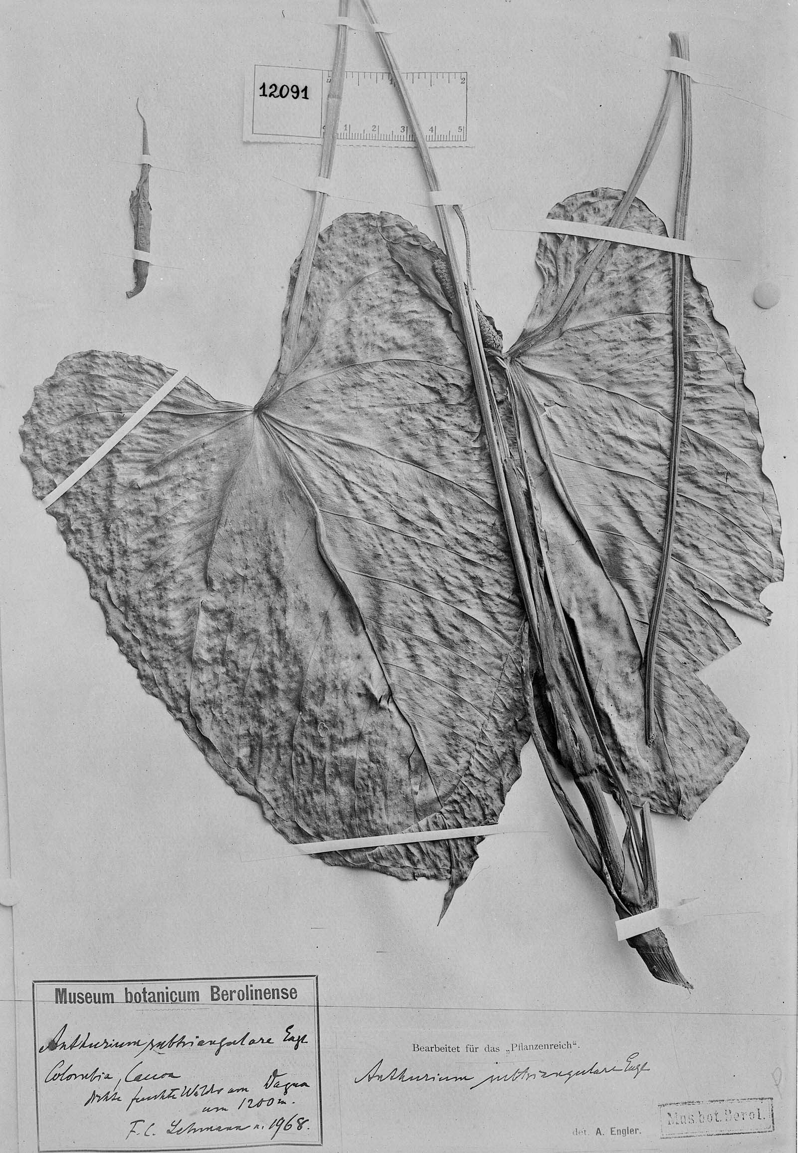 Anthurium subtriangulare image