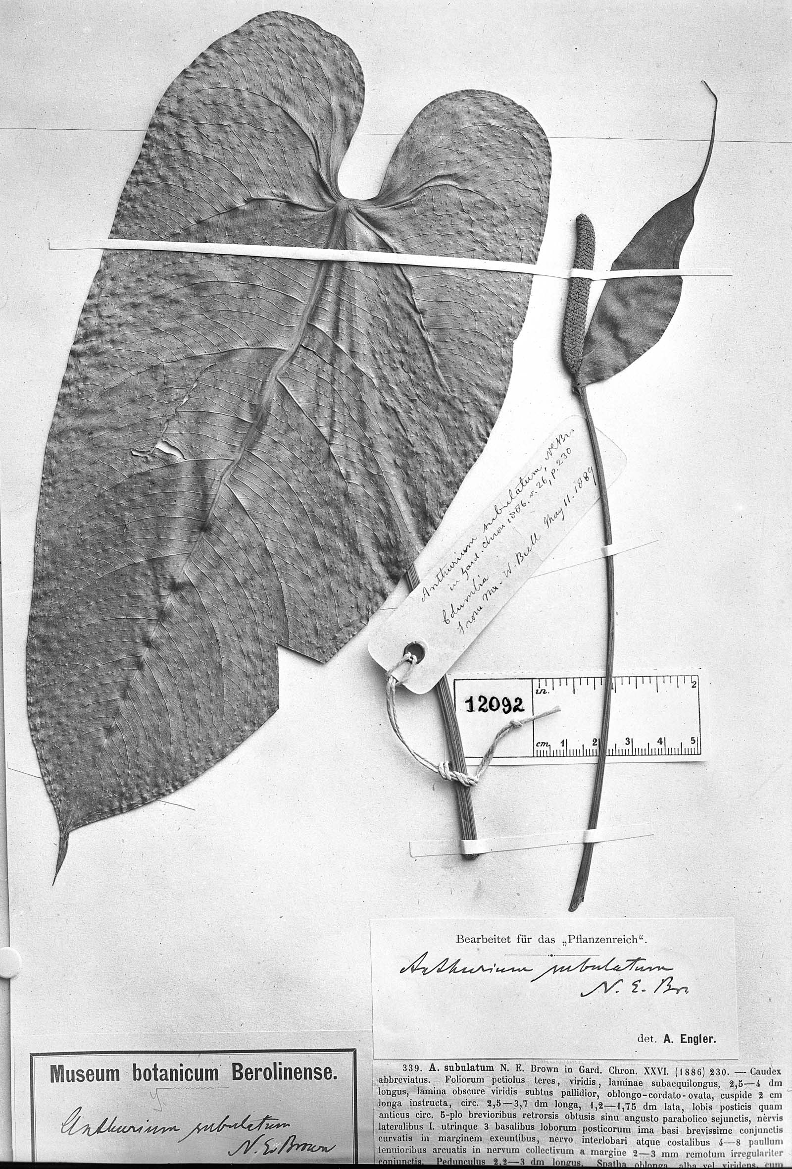 Anthurium subulatum image
