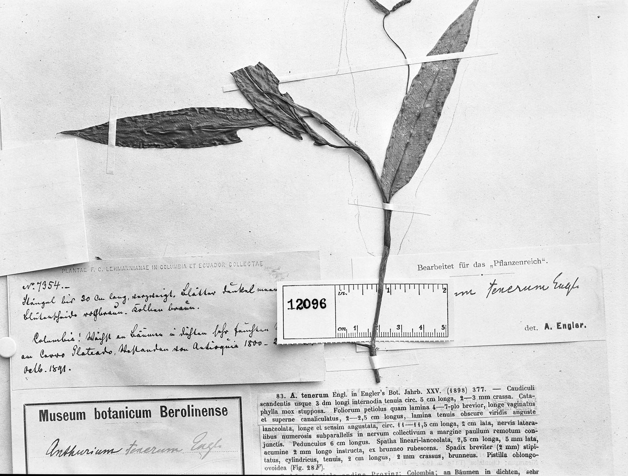 Anthurium tenerum image