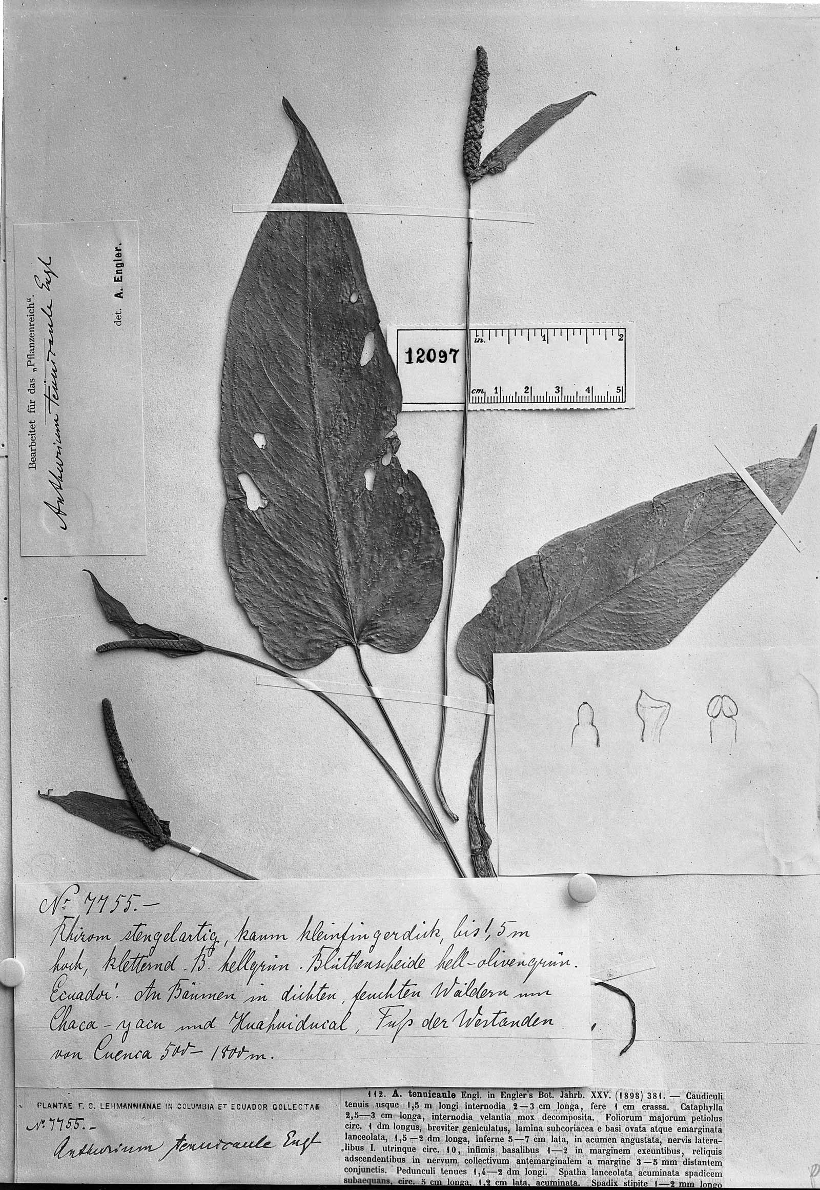Anthurium tenuicaule image