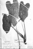 Anthurium variegatum image