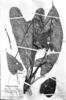 Anthurium andraeanum image