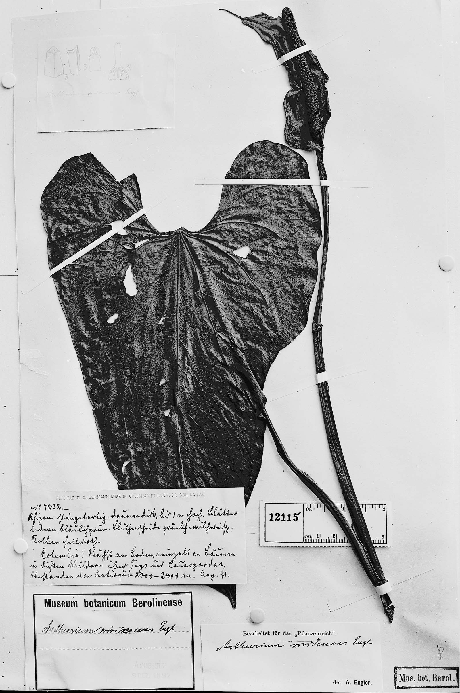 Anthurium viridescens image