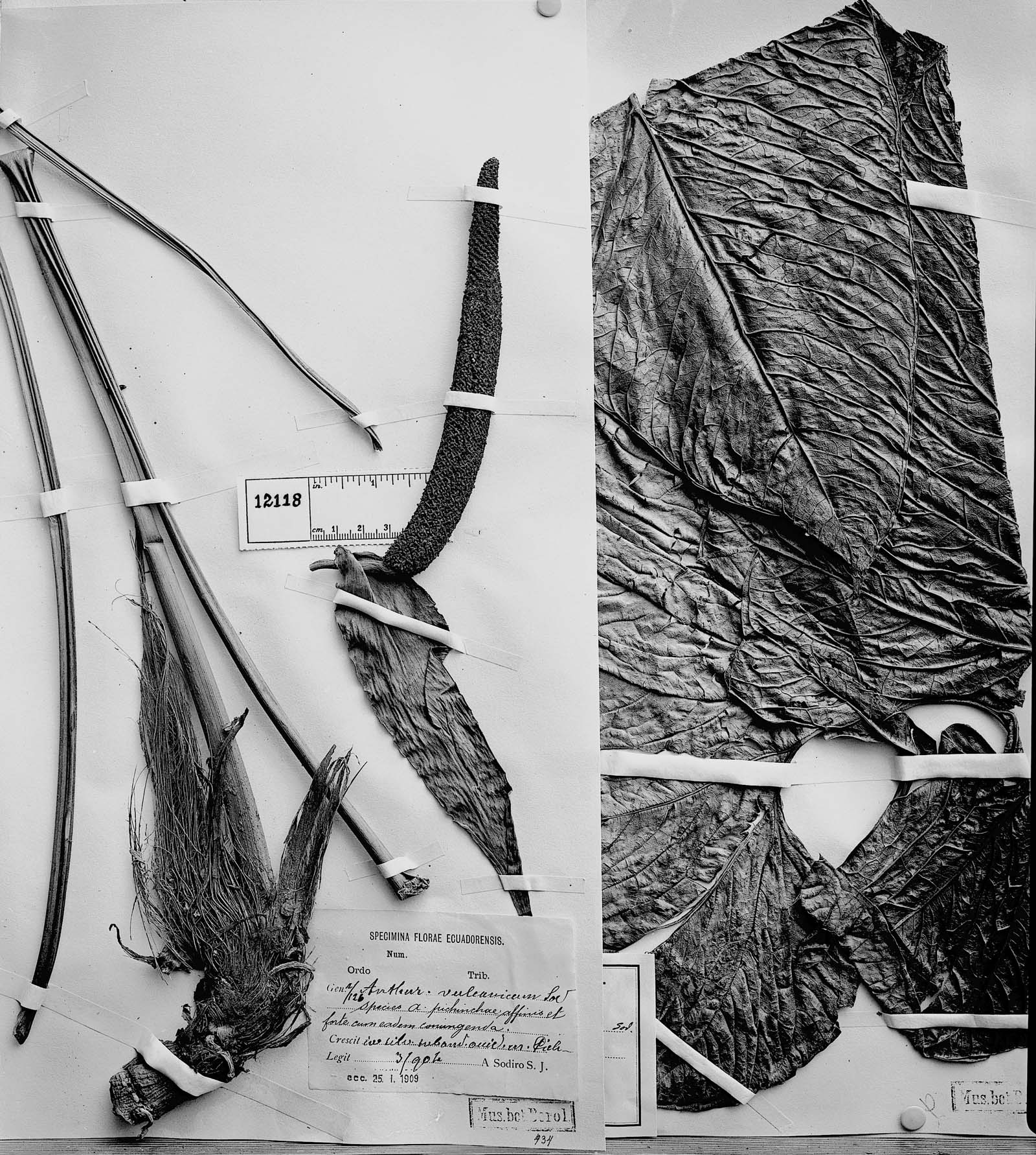 Anthurium lloense image