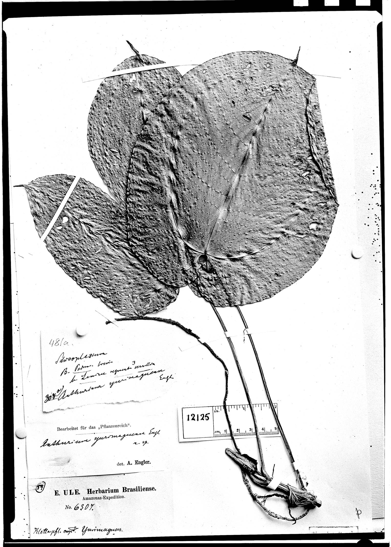 Anthurium yurimaguense image