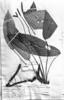 Anthurium amoenum image