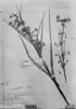 Rhynchospora coriifolia image