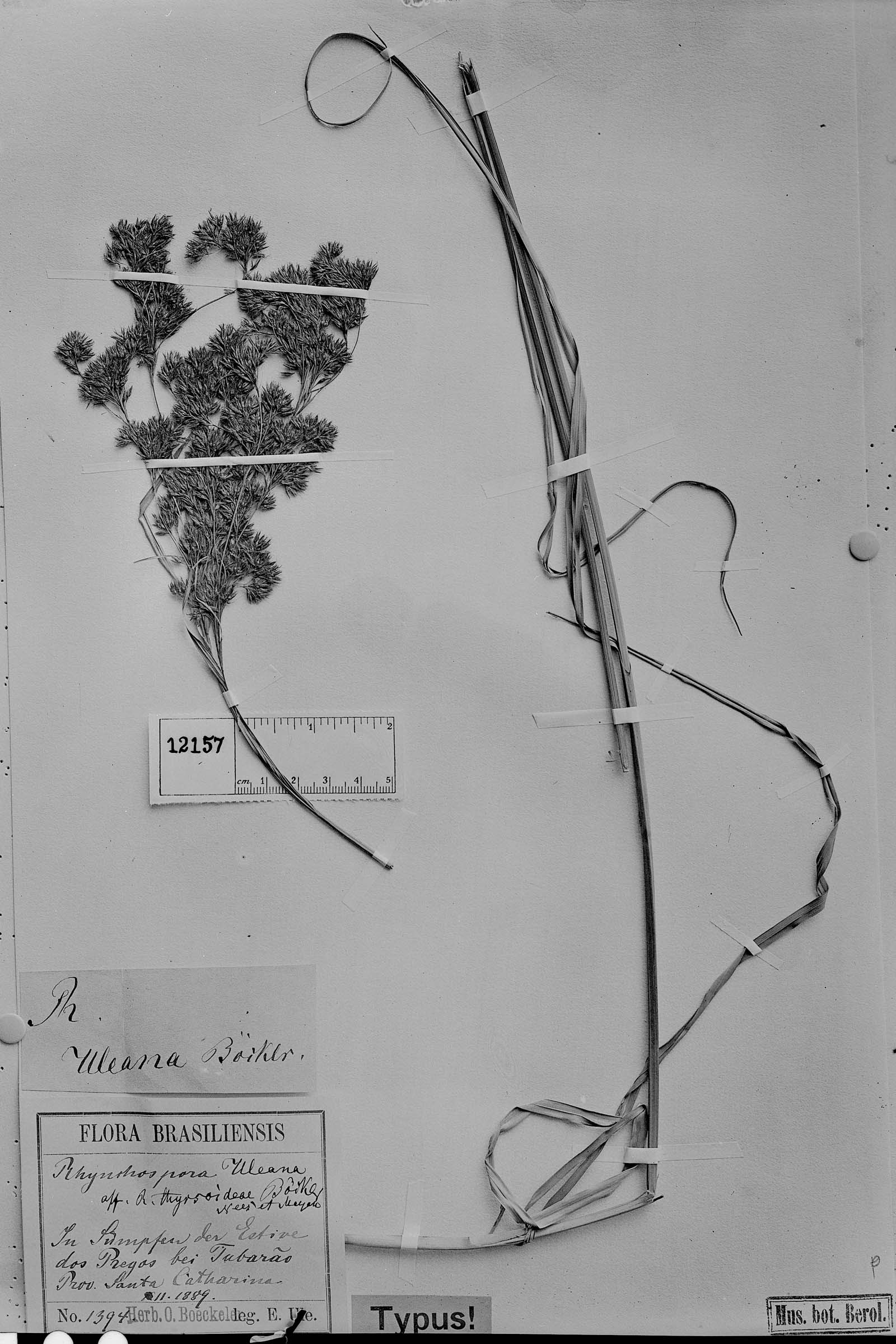 To Field Museum Herbarium (Rhynchospora uleana Boeckeler photographed at B syntype 1)