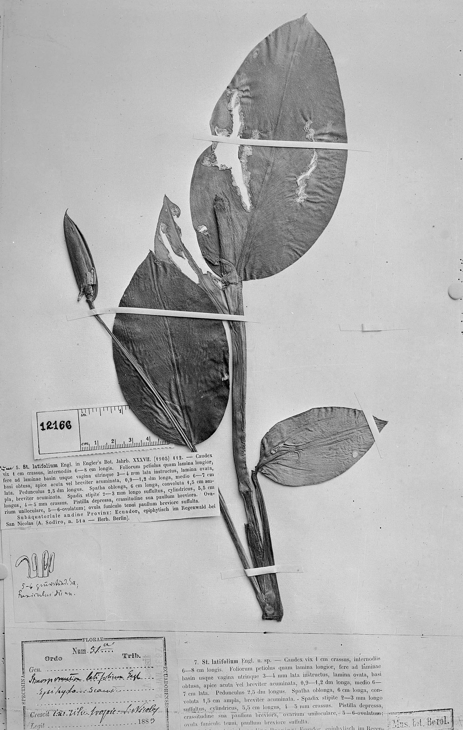 Stenospermation latifolium image