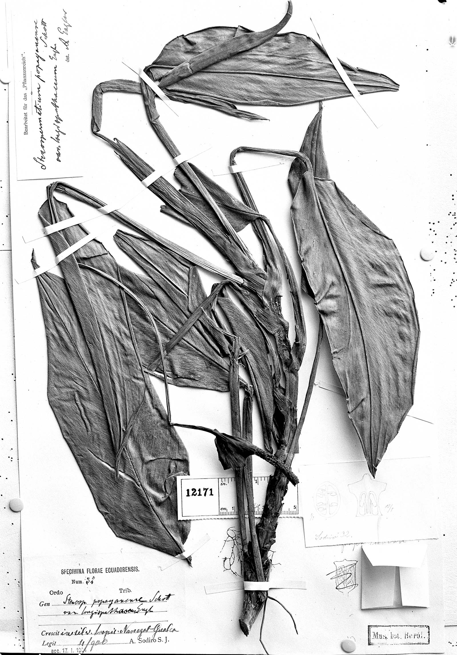 Stenospermation popayanense var. longispathaceum image
