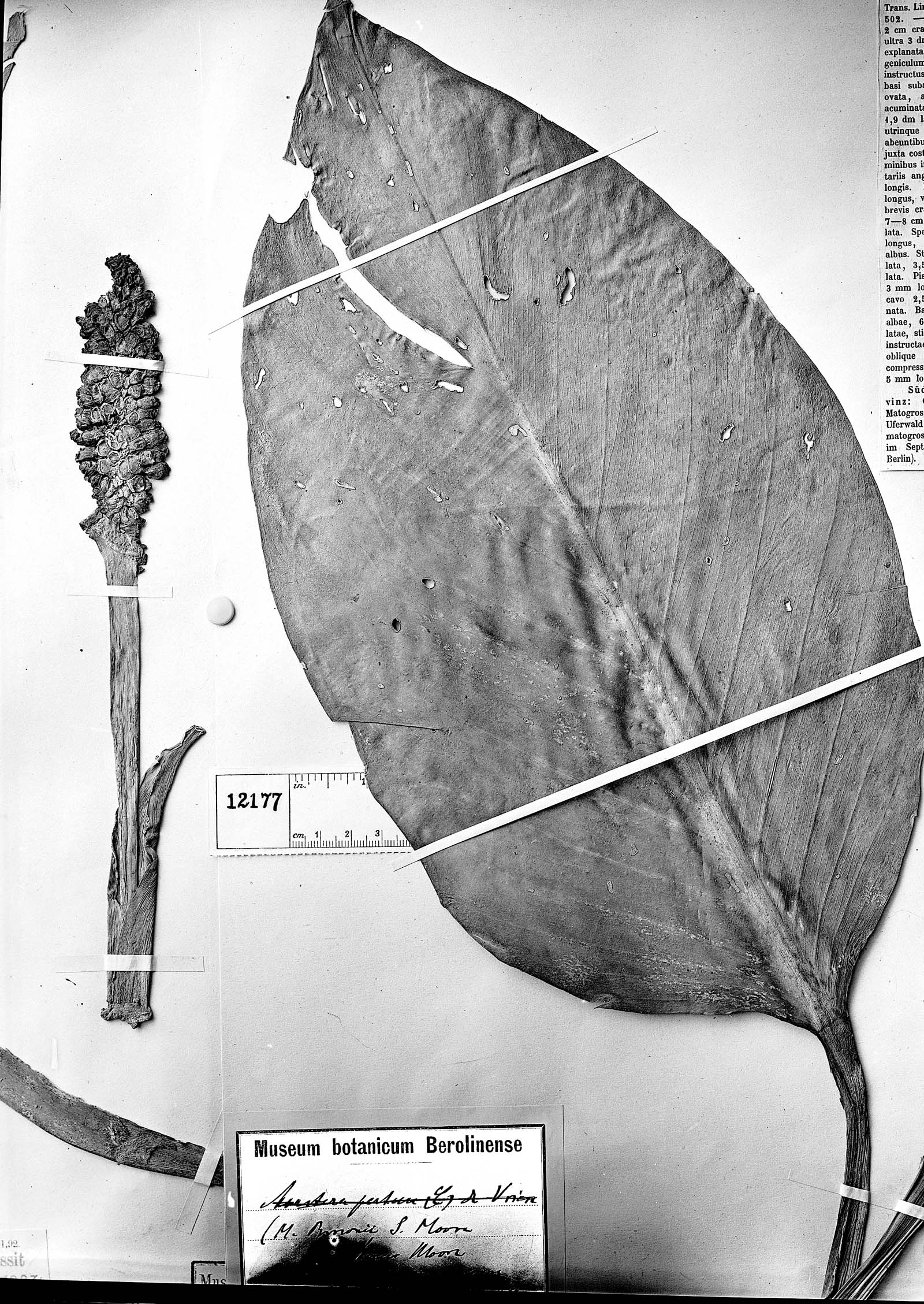 Monstera adansonii subsp. klotzschiana image