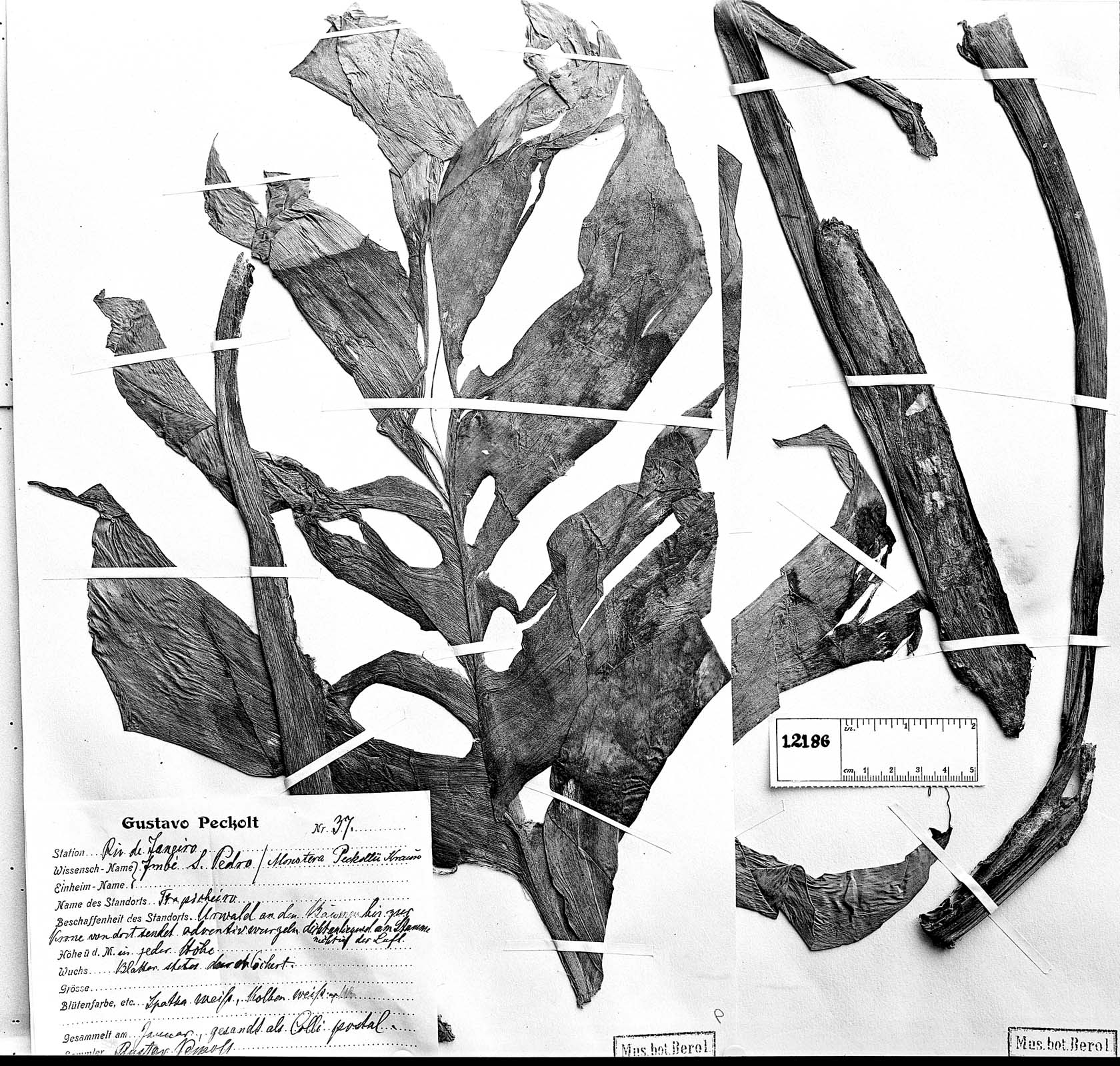 Monstera adansonii subsp. klotzschiana image