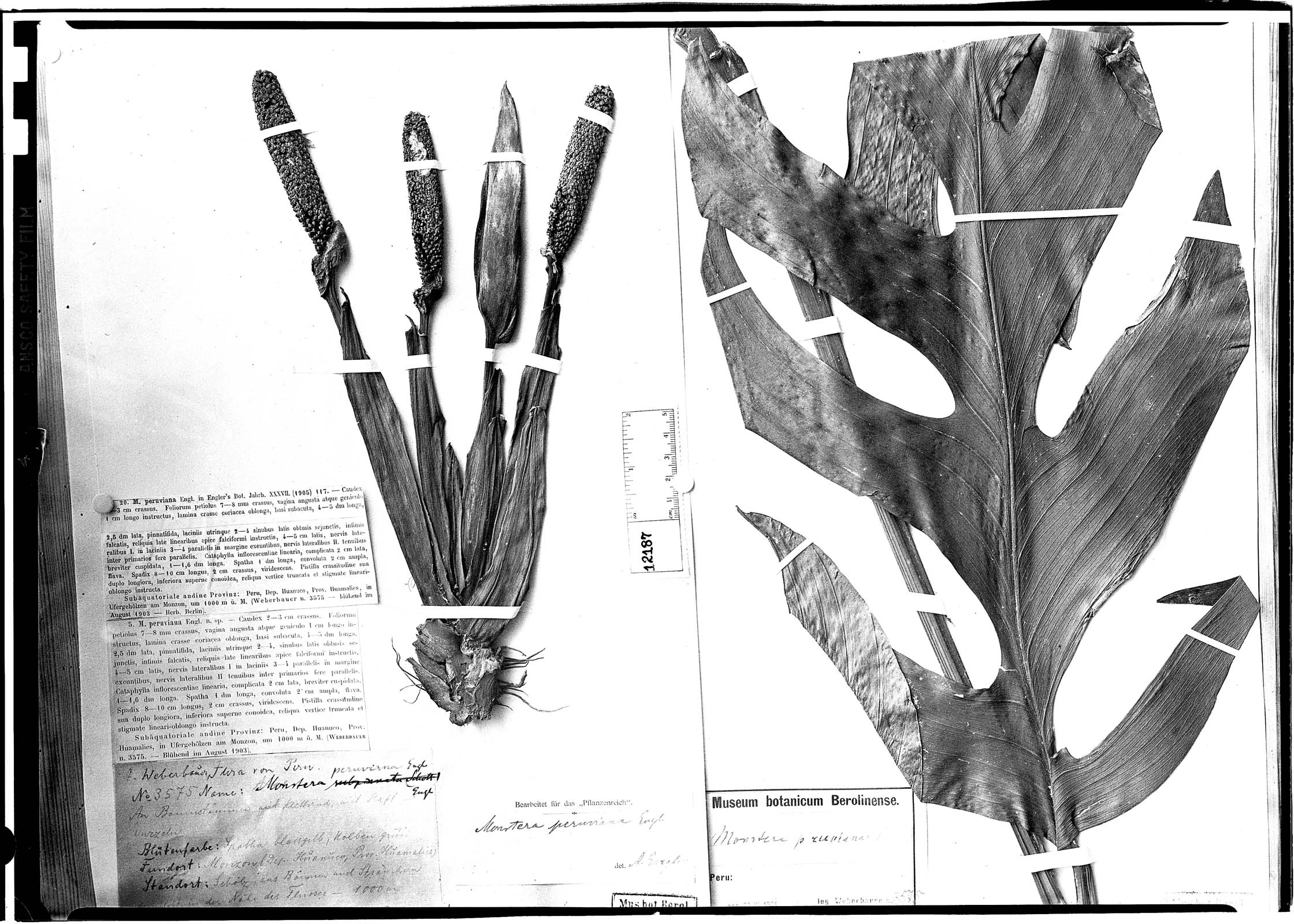 Monstera dissecta image