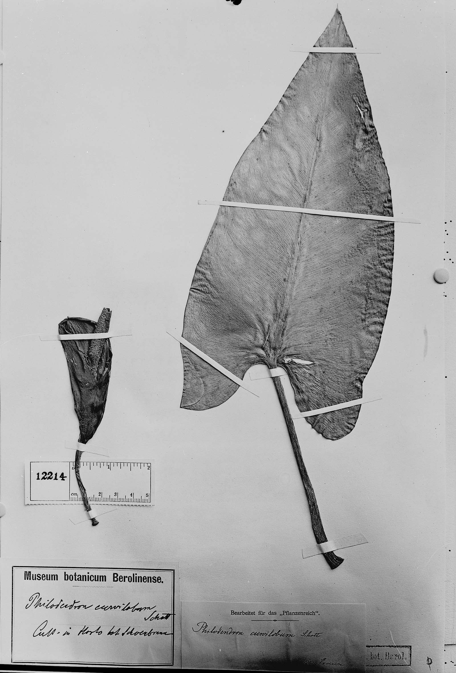 Philodendron curvilobum image