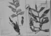 Philodendron distantilobum image