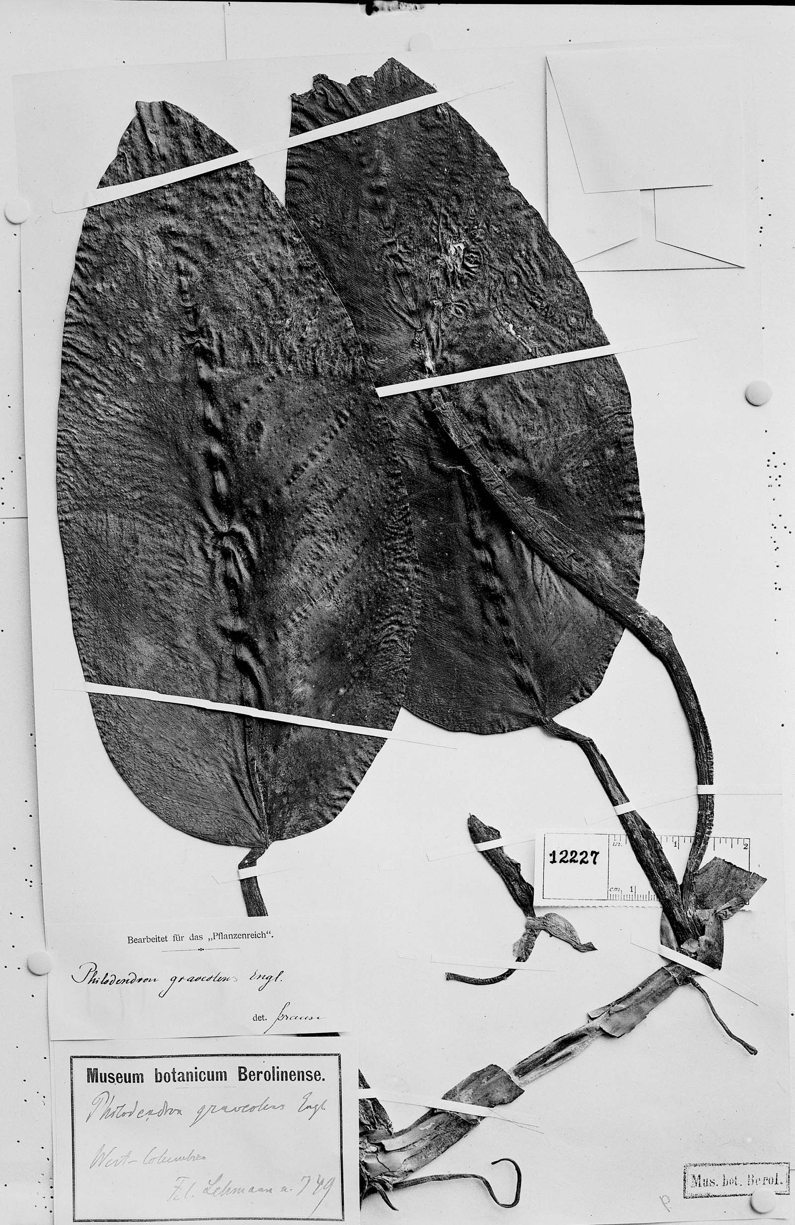 Philodendron graveolens image