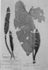 Philodendron minarum image