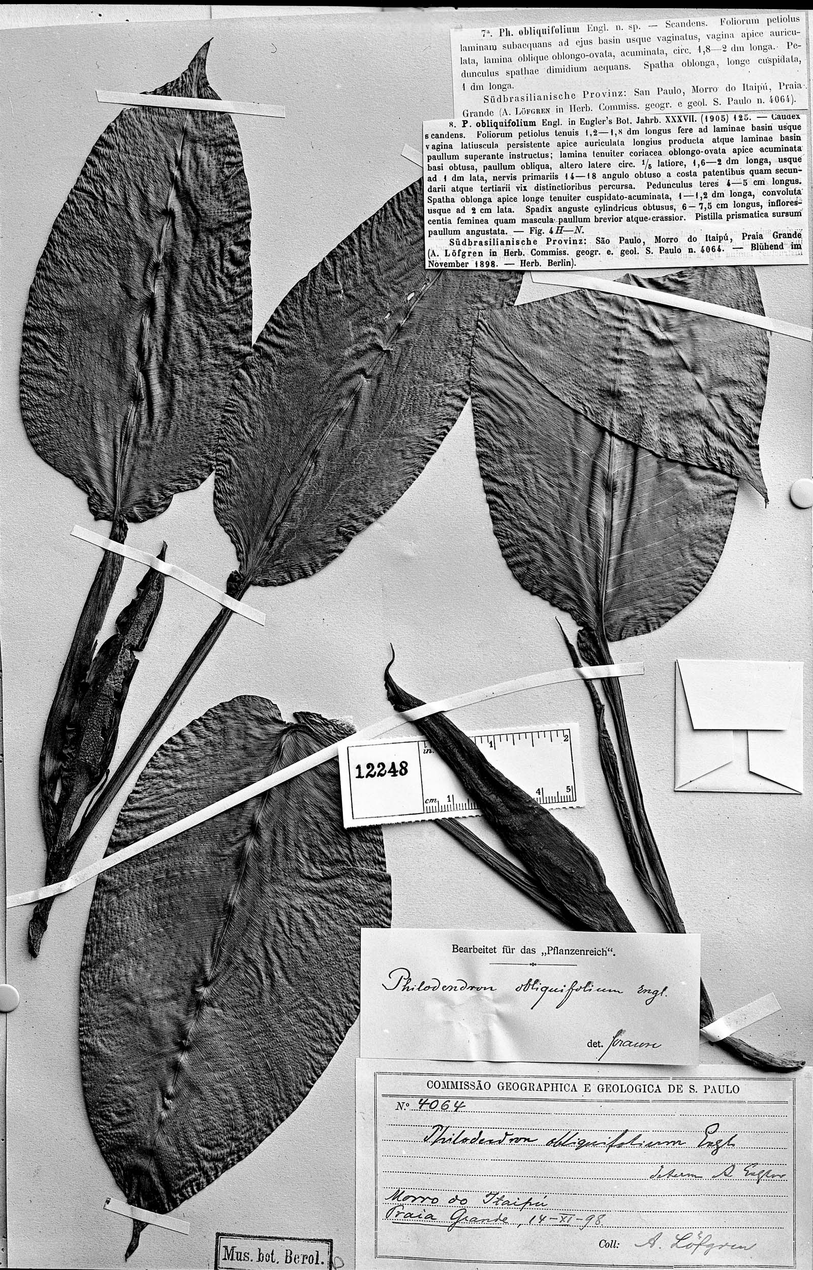 Philodendron obliquifolium image