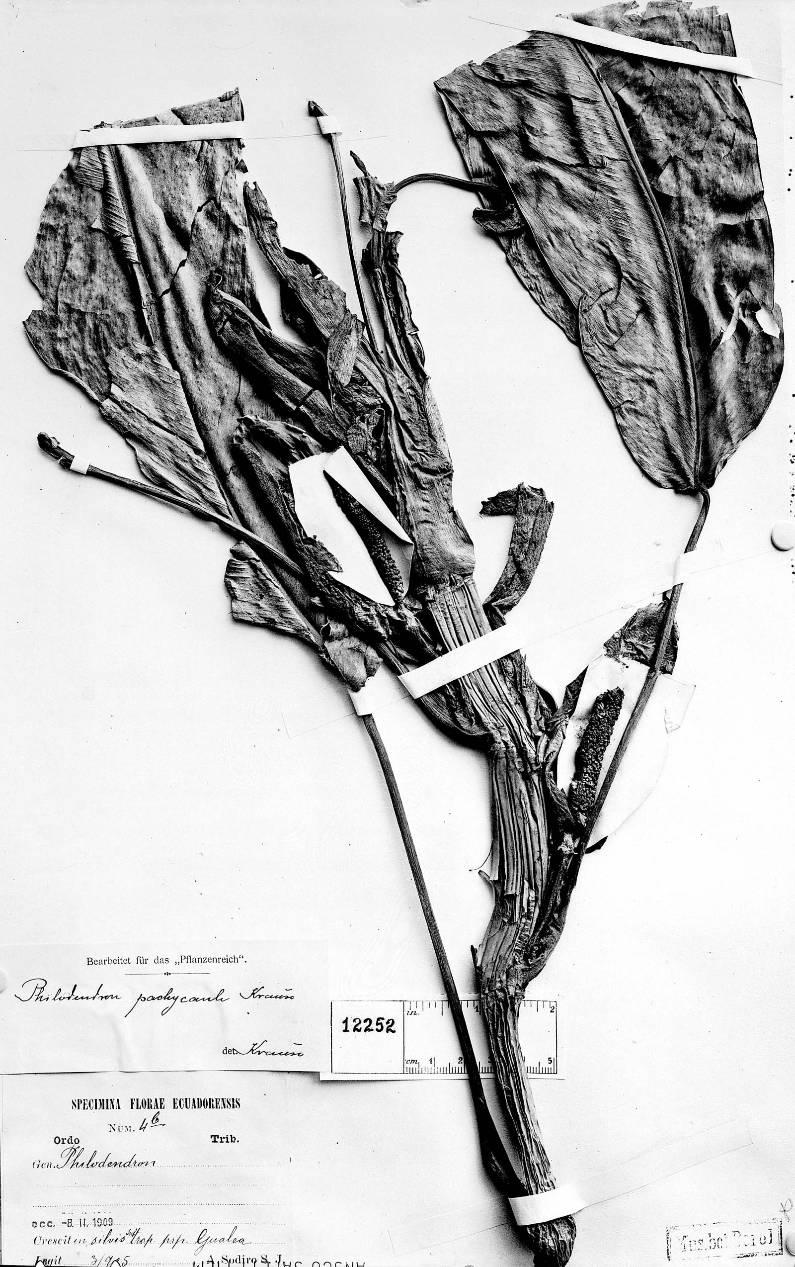 Philodendron pachycaule image