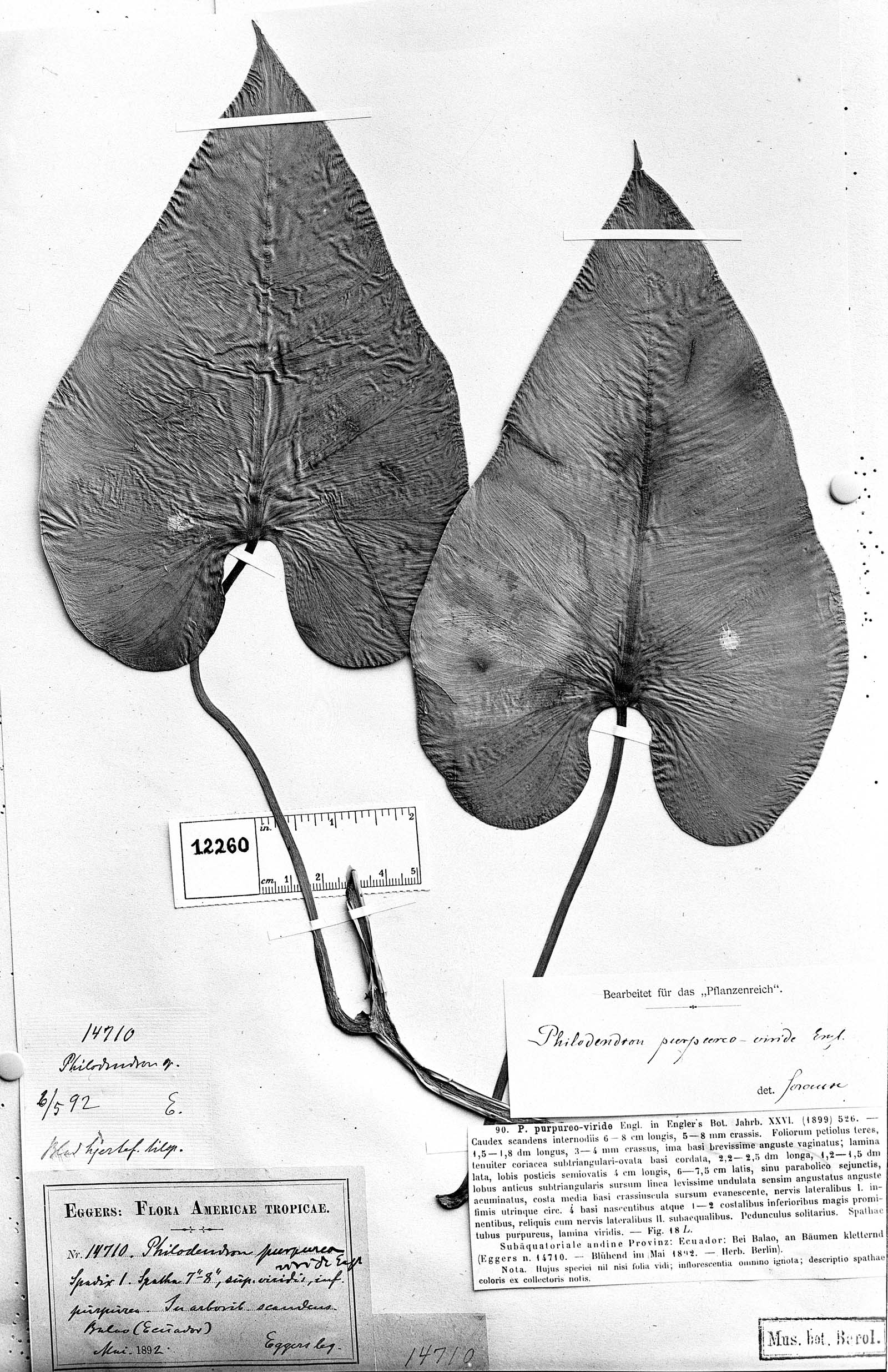 Philodendron purpureoviride image