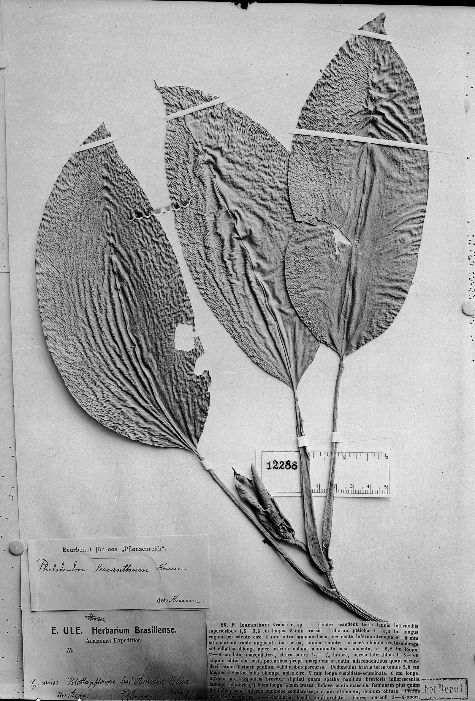 Philodendron leucanthum image