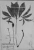 Xanthosoma flavomaculatum image